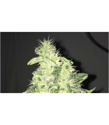 banco de semillas NIRVANA SUPREME CBD KUSH (5) 100% NIRVANA