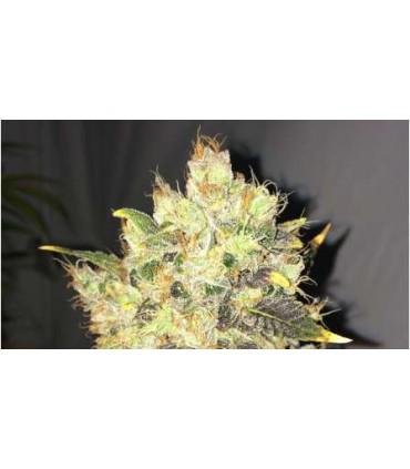 banco de semillas NIRVANA SUPREME CBD DURBAN (5) 100% NIRVANA