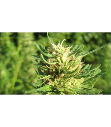 banco de semillas NIRVANA SUPER SKUNK (5) 100% NIRVANA