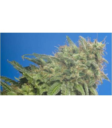 SWISS CHEESE (5) 100% NIRVANA