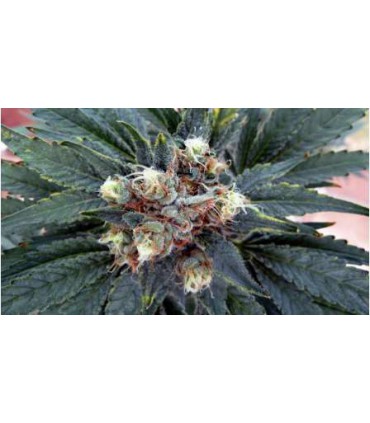 WHITE RHINO (5) 100% NIRVANA