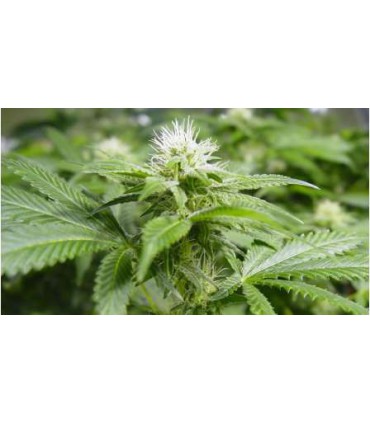 WHITE WIDOW (5) 100% NIRVANA