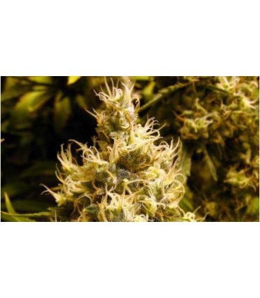 WONDER WOMAN (5) 100% NIRVANA