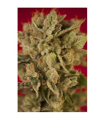 banco de semillas REGGAE SEEDS BASS LINE REG REGGAE SEEDS