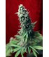 banco de semillas REGGAE SEEDS BLACKDANCE 100%