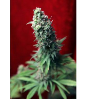 banco de semillas REGGAE SEEDS BLACKDANCE 100%