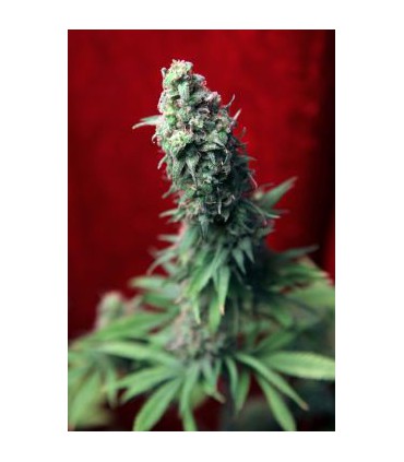 banco de semillas REGGAE SEEDS BLACKDANCE 100%