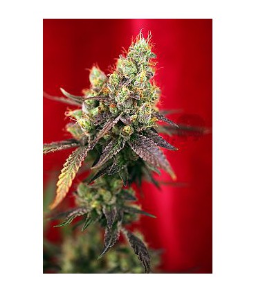 banco de semillas REGGAE SEEDS DANCEHALL REGULAR