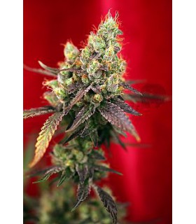 banco de semillas REGGAE SEEDS DUB REGULAR