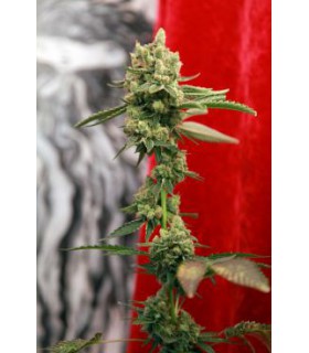 banco de semillas REGGAE SEEDS GUAYAKA REGULAR