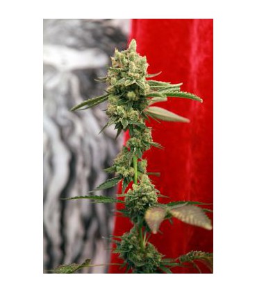 banco de semillas REGGAE SEEDS GUAYAKA REGULAR