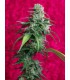 banco de semillas REGGAE SEEDS JUANITA LA LAGRIMOSA 100%