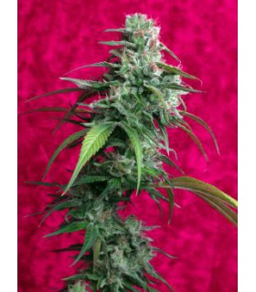 banco de semillas REGGAE SEEDS JUANITA LA LAGRIMOSA 100%