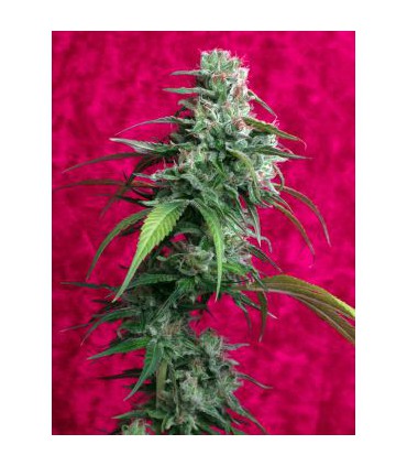 banco de semillas REGGAE SEEDS JUANITA LA LAGRIMOSA 100%