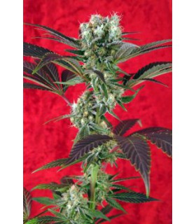 banco de semillas REGGAE SEEDS KALIJAH REGULAR