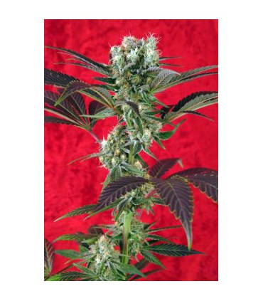 banco de semillas REGGAE SEEDS KALIJAH REGULAR