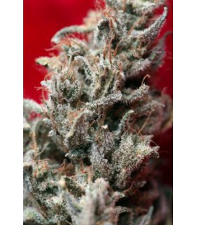banco de semillas REGGAE SEEDS O' HAZE RED 100%