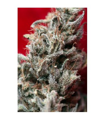 banco de semillas REGGAE SEEDS O' HAZE RED 100%