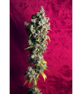 banco de semillas REGGAE SEEDS RESPECT REGULAR