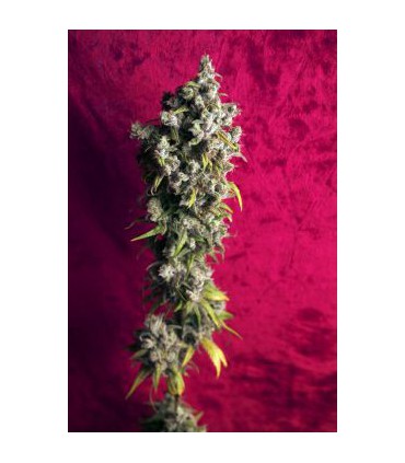 banco de semillas REGGAE SEEDS RESPECT REGULAR