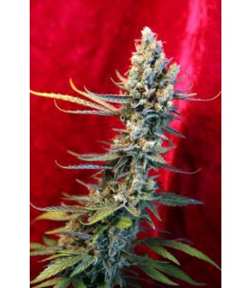 banco de semillas REGGAE SEEDS REVOLUTION REGULAR