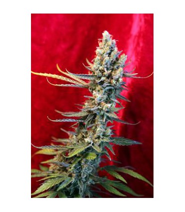 banco de semillas REGGAE SEEDS REVOLUTION REGULAR