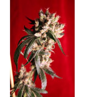 banco de semillas REGGAE SEEDS ROOTS REGULAR