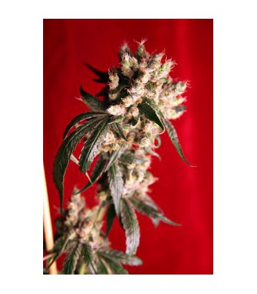 banco de semillas REGGAE SEEDS ROOTS REGULAR