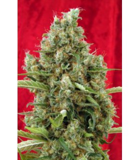 banco de semillas REGGAE SEEDS SESSION REGULAR