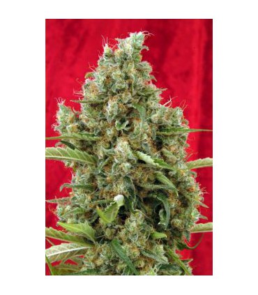 banco de semillas REGGAE SEEDS SESSION REGULAR