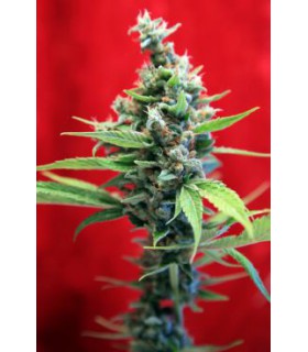 banco de semillas REGGAE SEEDS SRA. AMPARO 100%