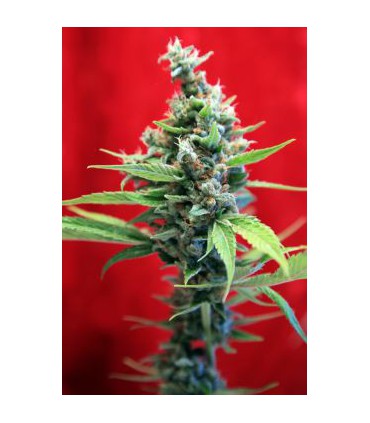 banco de semillas REGGAE SEEDS SRA. AMPARO 100%