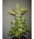 banco de semillas RESIN SEEDS BUBBLICIOUS