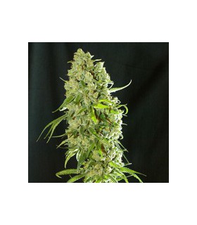 banco de semillas RESIN SEEDS CANNATONIC