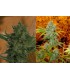 banco de semillas RESIN SEEDS CRITICAL HAZE