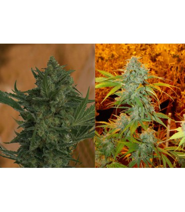 banco de semillas RESIN SEEDS CRITICAL HAZE