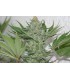 banco de semillas RESIN SEEDS CRITICAL HAZE