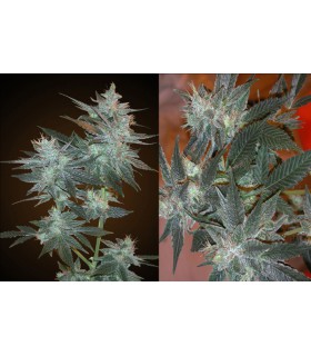 banco de semillas RESIN SEEDS L.A.ULTRA