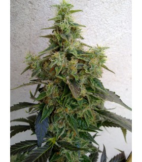 banco de semillas RESIN SEEDS DIESELTONIC