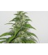 banco de semillas RESIN SEEDS YUMMY