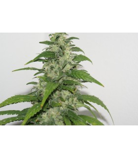 banco de semillas RESIN SEEDS YUMMY