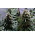 banco de semillas RESIN SEEDS YUMMY