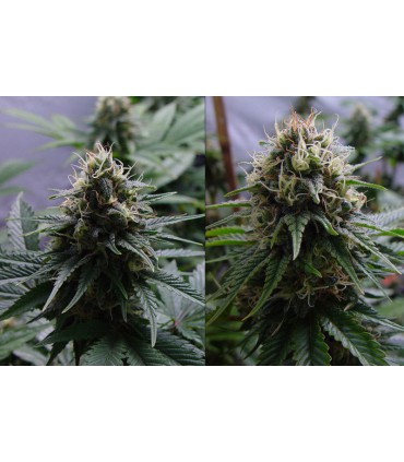 banco de semillas RESIN SEEDS YUMMY