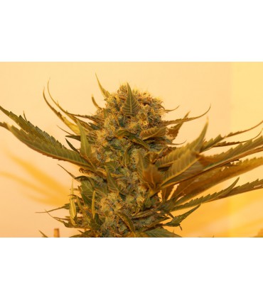 banco de semillas RESIN SEEDS SOUR P