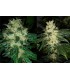 banco de semillas RESIN SEEDS SOUR P