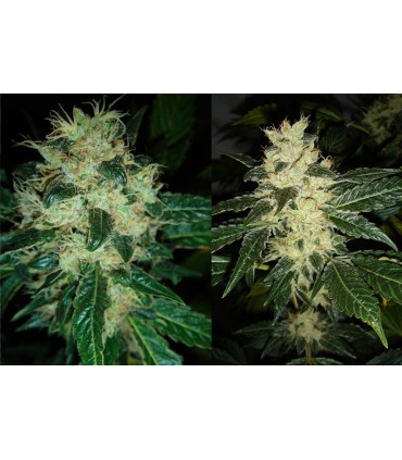banco de semillas RESIN SEEDS SOUR P