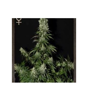 WHITE STRAWBERRY SKUNK