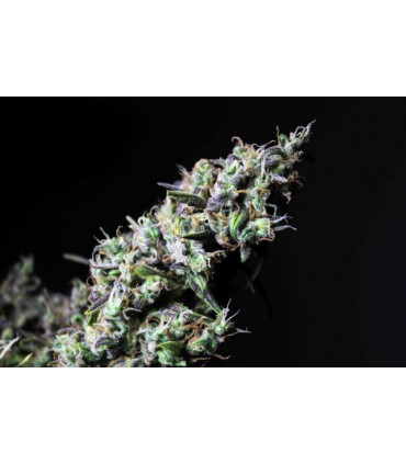 banco de semillas R-KIEM SEEDS ICE R-KIEM SEEDS