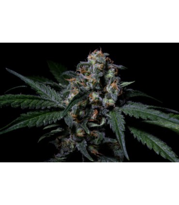 NEGRA 44R-KIEM SEEDS