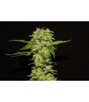 banco de semillas R-KIEM SEEDS PORTELA R-KIEM SEEDS